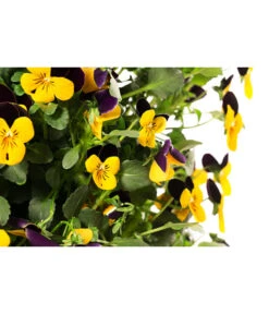 Wandhänger Mit Hornveilchen, Verschiedene Sorten -Gartenbedarf Verkäufe 2024 8809048 WE DE 001 ViolaWandhaenger