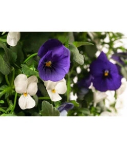 Wandhänger Mit Hornveilchen, Verschiedene Sorten -Gartenbedarf Verkäufe 2024 8809048 WE DE 002 ViolaWandhaenger