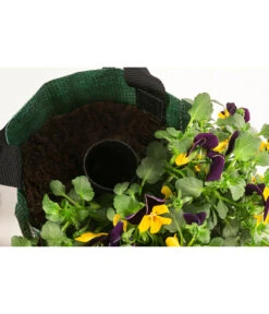 Wandhänger Mit Hornveilchen, Verschiedene Sorten -Gartenbedarf Verkäufe 2024 8809048 WE DE 003 ViolaWandhaenger