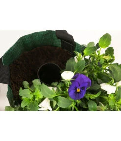 Wandhänger Mit Hornveilchen, Verschiedene Sorten -Gartenbedarf Verkäufe 2024 8809048 WE DE 004 ViolaWandhaenger