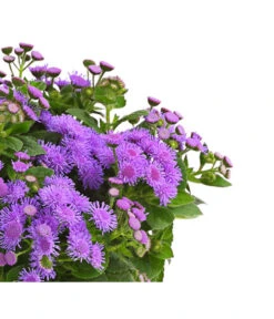 Leberbalsam -Gartenbedarf Verkäufe 2024 8809345 PR DE 001 LeberbalsamAgeratumHoustonianumBlauDehnerExpressHerzig