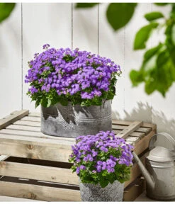 Leberbalsam -Gartenbedarf Verkäufe 2024 8809345 PR MO 001 Leberbalsam