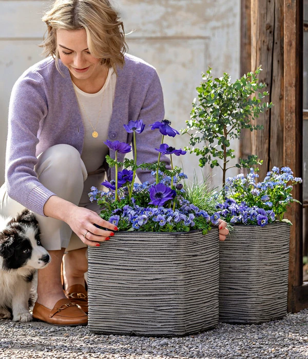 Vergissmeinnicht 'Myomark' 9 Vergissmeinnicht 'Myomark' – Bild 7