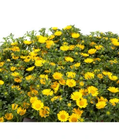 Goldtaler 9 Goldtaler -Gartenbedarf Verkäufe 2024 8809394 BildD 001 GoldtalerAsteriscusMarit