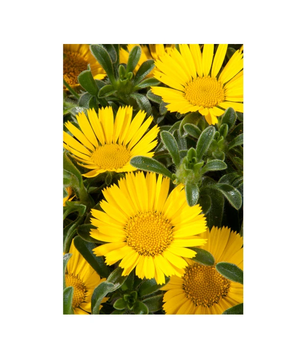 Goldtaler 4 Goldtaler – Bild 2