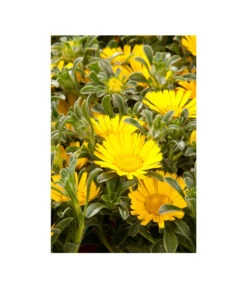 Goldtaler 8 Goldtaler -Gartenbedarf Verkäufe 2024 8809394 BildD 003 GoldtalerAsteriscusMarit