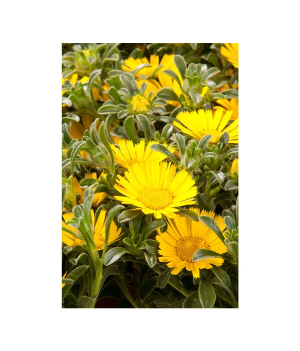 Goldtaler 5 Goldtaler – Bild 3