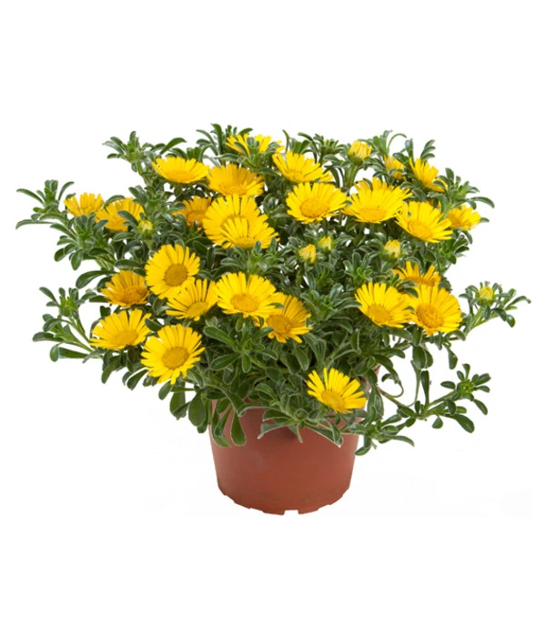 Goldtaler 3 Goldtaler