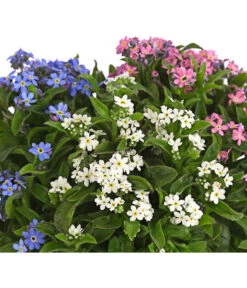 Vergissmeinnicht-Trio -Gartenbedarf Verkäufe 2024 8809527 PR DE 001 MyosotisTrioVergissmeinnichtT12DehnerHerzig