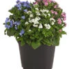Vergissmeinnicht-Trio -Gartenbedarf Verkäufe 2024 8809527 PR FS 001 MyosotisTrioVergissmeinnichtT12DehnerHerzig