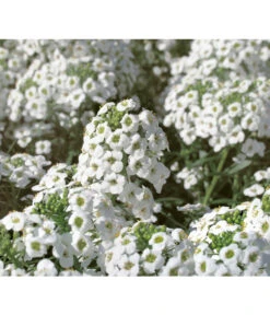 Duftsteinrich 8 Duftsteinrich -Gartenbedarf Verkäufe 2024 8809568 WE DE 001 LobulariaSnowPrincessKientzler