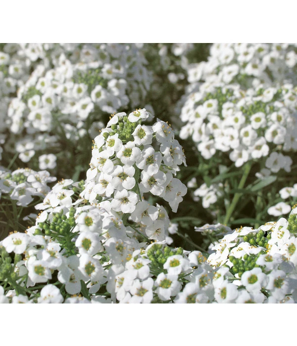 Duftsteinrich 5 Duftsteinrich – Bild 3