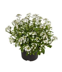 Duftsteinrich 7 Duftsteinrich -Gartenbedarf Verkäufe 2024 8809568 WE FS 001 LobulariaWeissDuftsteinrichT12DehnerExpressWunderlich