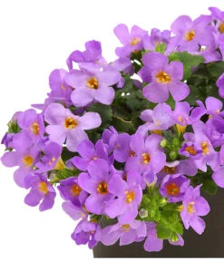 Schneeflockenblume, Blau -Gartenbedarf Verkäufe 2024 8809576 WE DE 001 SuteraBlauSchneeflockenblumeT11DehnerExpressHerzig