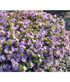 Schneeflockenblume, Blau -Gartenbedarf Verkäufe 2024 8809576 WE MO 001 SuteraBlauGulliverBlueJPR2012StefanGloede