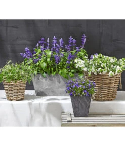 Männertreu 'Blue Eye' -Gartenbedarf Verkäufe 2024 8809592 WE MO 002 MaennertreuSutera