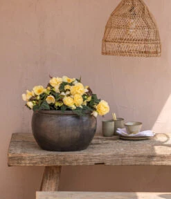 Hängebegonie 'Champagner' -Gartenbedarf Verkäufe 2024 8809709 8504383 WE MO 002 HaengebegonieChampagner