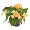 Hängebegonie 'Champagner' -Gartenbedarf Verkäufe 2024 8809709 PR FS 001 HaengeknollenbegonieChampagnerBegoniaPendulaT13redDehnerExpressHerzig