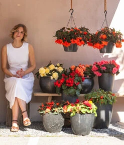 Hängebegonie 'Champagner' -Gartenbedarf Verkäufe 2024 8809709 WE MO 001 HaengebegonieChampagner