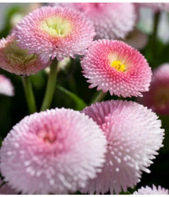 Gänseblümchen 'Erdbeersahne', Gefüllt 17 Gänseblümchen 'Erdbeersahne', Gefüllt -Gartenbedarf Verkäufe 2024 8809857 PR DE 003 BellisRosaErdbeersahneGaensebluemchenSonderfarben