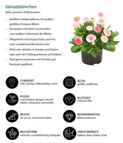 Gänseblümchen 'Erdbeersahne', Gefüllt 16 Gänseblümchen 'Erdbeersahne', Gefüllt -Gartenbedarf Verkäufe 2024 8809857 WE IG 001 Gaensebluemchen