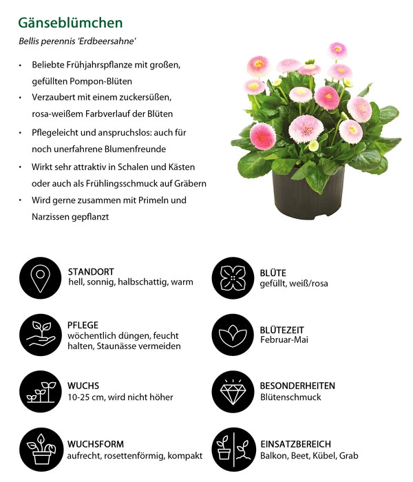 Gänseblümchen 'Erdbeersahne', Gefüllt 9 Gänseblümchen 'Erdbeersahne', Gefüllt – Bild 7