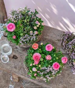 Gänseblümchen 'Erdbeersahne', Gefüllt 15 Gänseblümchen 'Erdbeersahne', Gefüllt -Gartenbedarf Verkäufe 2024 8809857 WE MO 001 FrueheFarbefuersZuhauseRosa