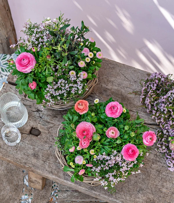Gänseblümchen 'Erdbeersahne', Gefüllt 8 Gänseblümchen 'Erdbeersahne', Gefüllt – Bild 6