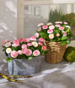 Gänseblümchen 'Erdbeersahne', Gefüllt 11 Gänseblümchen 'Erdbeersahne', Gefüllt -Gartenbedarf Verkäufe 2024 8809857 WE MO 004 BellisErdbeersahneT11