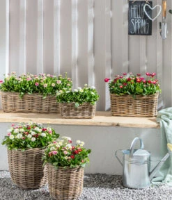 Gänseblümchen 'Erdbeersahne', Gefüllt 13 Gänseblümchen 'Erdbeersahne', Gefüllt -Gartenbedarf Verkäufe 2024 8809857 WE MO 011 BellisErdbeersahneGaensebluemchenGefuelltTrioGC04