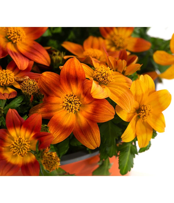 Goldmarie, Orange 8 Goldmarie, Orange – Bild 6