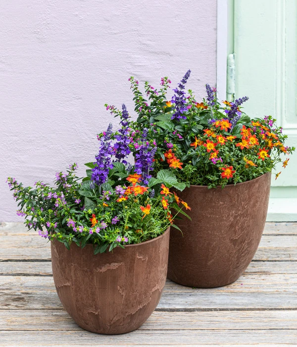 Goldmarie, Orange 4 Goldmarie, Orange – Bild 2