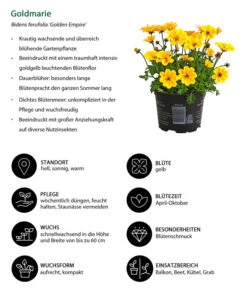 Goldmarie 'Golden Empire' -Gartenbedarf Verkäufe 2024 8810038 WE IG 001 Goldmarie