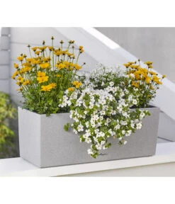 Goldmarie 'Golden Empire' -Gartenbedarf Verkäufe 2024 8810038 WE MO 001 BidensGoldenEmpireSuteraEuphorbiaDiamondfrost