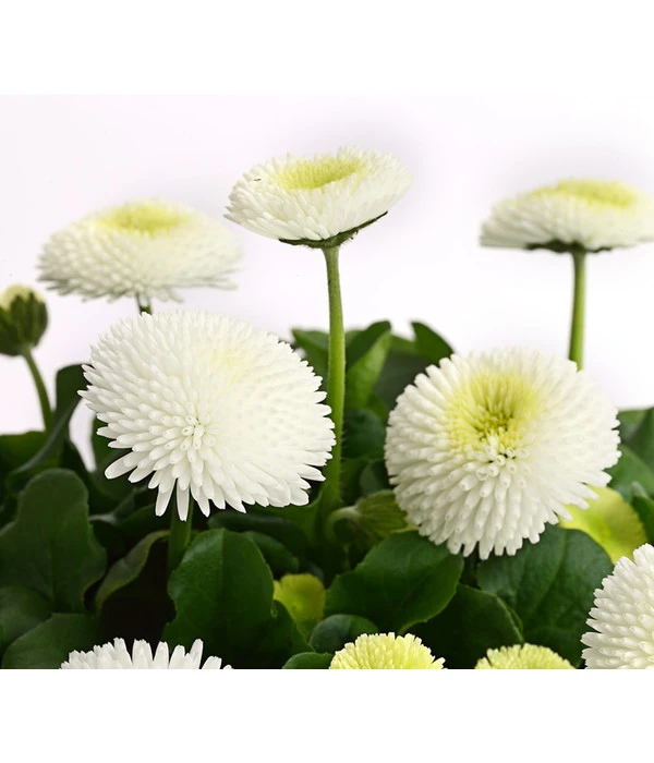 Beet- & Balkonpflanzen-Set Weißer Frühling, 6-teilig 8 Beet- & Balkonpflanzen-Set Weißer Frühling, 6-teilig – Bild 6
