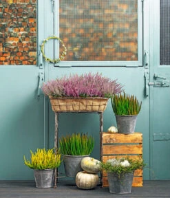 Knospenheide 'Skyline®' -Gartenbedarf Verkäufe 2024 8810319 PR MO 001 8810368CallunaSkylineT11