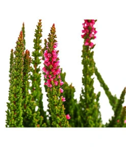 Knospenheide 'Skyline®' -Gartenbedarf Verkäufe 2024 8810368 WE DE 002 CallunaSkylineT13