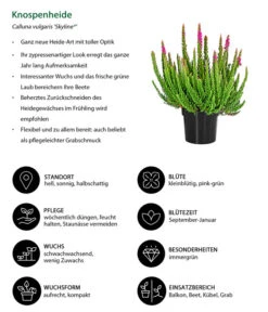 Knospenheide 'Skyline®' -Gartenbedarf Verkäufe 2024 8810368 WE IG 001 Knospenheide