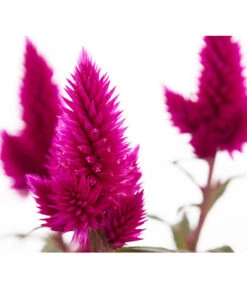 Federbusch 'Venezuela' -Gartenbedarf Verkäufe 2024 8810657 PR DE 1 CelosiaArgenteaVenezuelaDehnerExpressZS