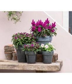 Kugelamaranth -Gartenbedarf Verkäufe 2024 8810657 WE MO 001 Celosia 1