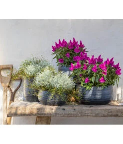 Federbusch 'Venezuela' -Gartenbedarf Verkäufe 2024 8810657 WE MO 002 Celosia 1