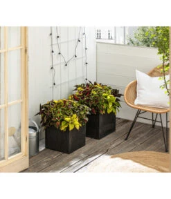 Buntnessel-Trio - Solenostemon Scutellarioides -Gartenbedarf Verkäufe 2024 8811127 WE MO 001 SolenostemonBuntnesselT13 BestOf 2022 Header Querformt