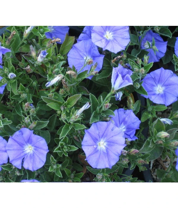 Blaue Mauritius 3 Blaue Mauritius