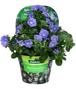 Blaue Mauritius 7 Blaue Mauritius -Gartenbedarf Verkäufe 2024 8811143 WE FS 001 ConvolvulusSabiatusT12