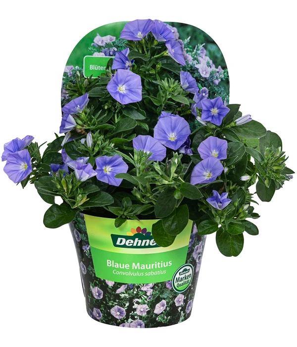 Blaue Mauritius 4 Blaue Mauritius – Bild 2