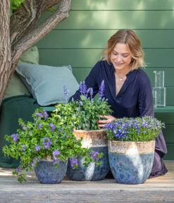 Männertreu 'Blue Eye' -Gartenbedarf Verkäufe 2024 8811143 WE MO 001 BlaueMauritius