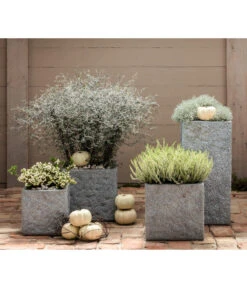 Knospenheide, Verschiedene Sorten -Gartenbedarf Verkäufe 2024 8811184 7084932 8805913 WE MO 001 Zickzackstrauch Gitterkraut Knospenheide