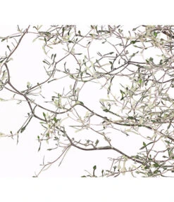 Zickzackstrauch -Gartenbedarf Verkäufe 2024 8811184 WE DE 001 CorokiaCotoneasterZickzackstrauchT12DehnerExpressHerzig