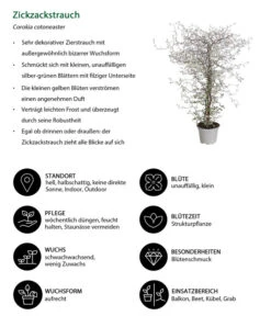 Zickzackstrauch -Gartenbedarf Verkäufe 2024 8811184 WE IG 001 CorokiaCotoneasterZickzackstrauchT12DehnerExpressHerzig