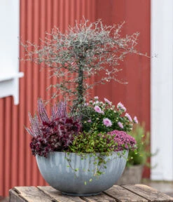 Zickzackstrauch -Gartenbedarf Verkäufe 2024 8811184 WE MO 001 Herbstarrangement